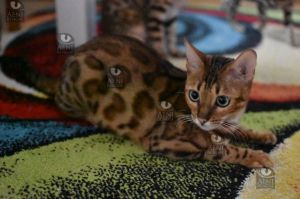 Kot bengalski Aeni Bengal Aeni Bengal*Pl 